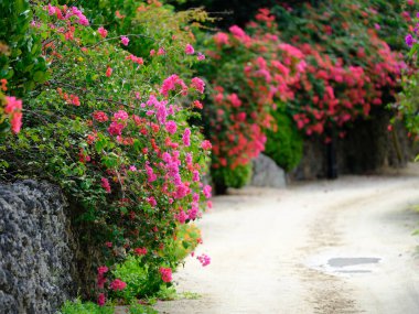 Taketomi Adası 'nın eski bir kasabası