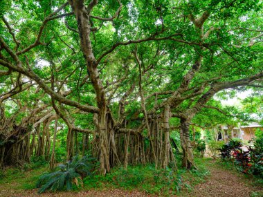 Ishigaki Adası 'ndaki Banyan ağacı