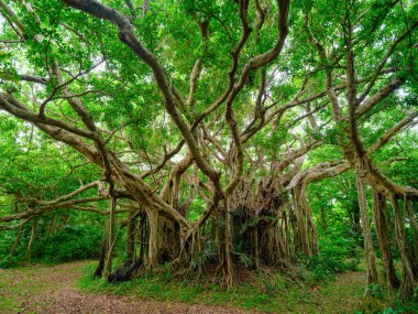 Ishigaki Adası 'ndaki Banyan ağacı