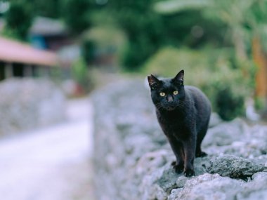 Taketomi adasında sokak kedisi