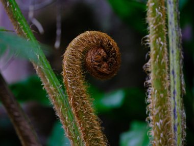 Ishigaki adasında uçan örümcek maymunu eğreltiotu
