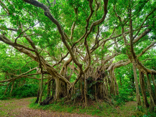 Banyan Árvore Ilha Ishigaki — Fotografia de Stock