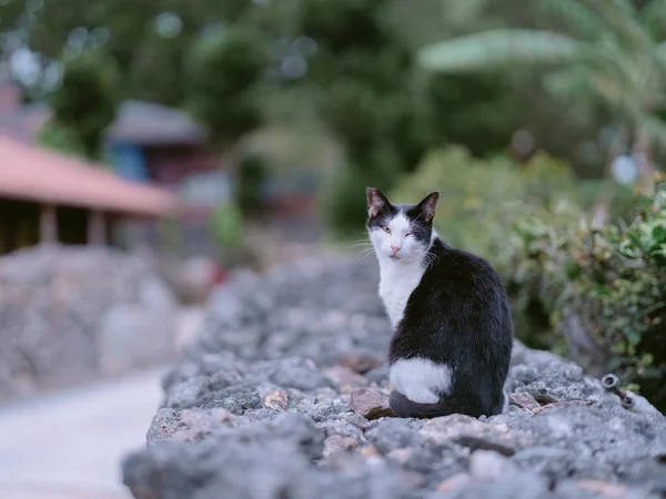 Stray Cat Taketomi Island — Stock Photo, Image