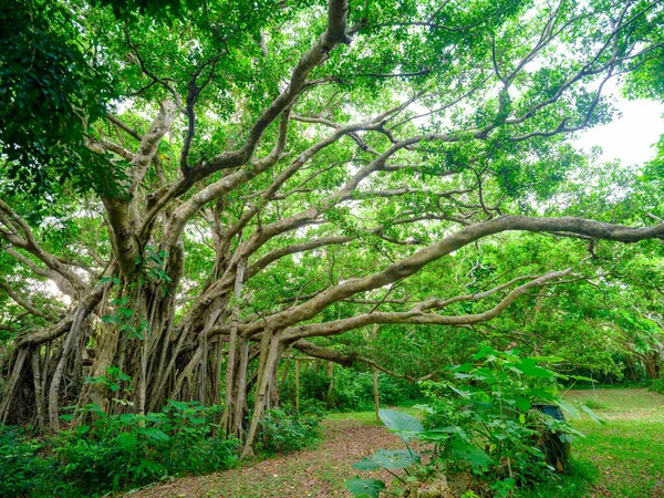 Δέντρο Banyan Στο Νησί Ishigaki — Φωτογραφία Αρχείου