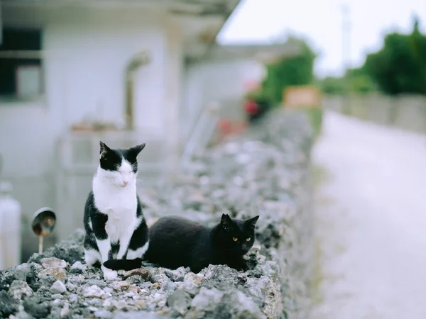 Pisică Rătăcită Insula Taketomi — Fotografie, imagine de stoc