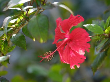 İshigaki adasında amber çiçeği