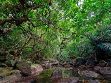 İriomtoe adasındaki kuş beyinli nehir ormanı.
