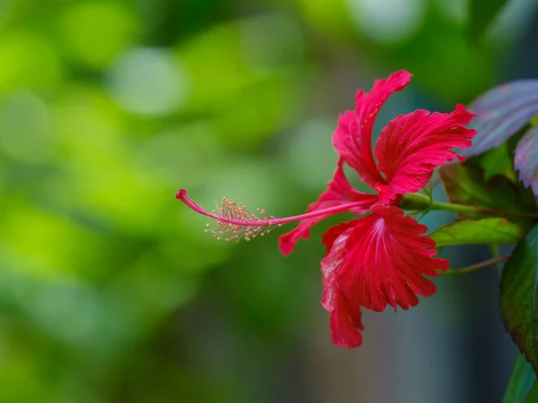 Hibiscus Flower Ishigaki Island — Stock Photo, Image
