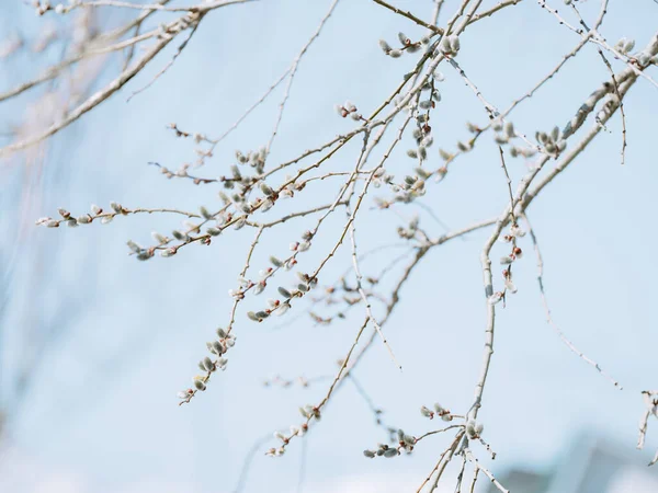 Salgueiro Buceta Primavera Hokkaido — Fotografia de Stock