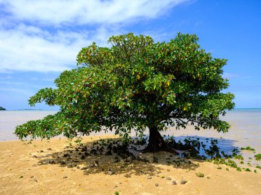 Bruguiera jimnastik salonu deniz kenarında.