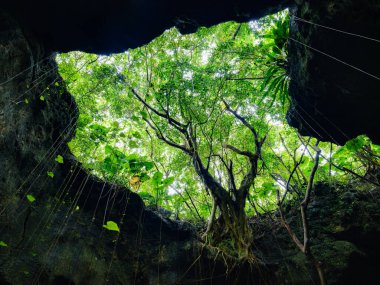 Ishigaki adasındaki orman ve kireç taşı mağarası.