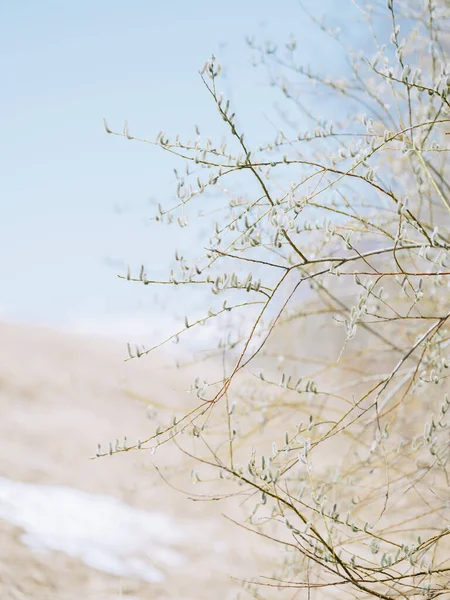 Pussy Willow Spring Hokkaido — Stock fotografie