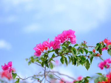 bougainviliea ve mavi gökyüzü Okinawa 'da