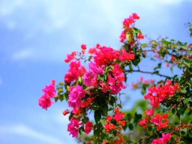 bougainviliea ve mavi gökyüzü Okinawa 'da
