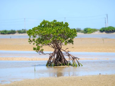 İriomote adasında ilmek kökü mangrov ağacı 
