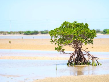 İriomote adasında ilmek kökü mangrov ağacı 