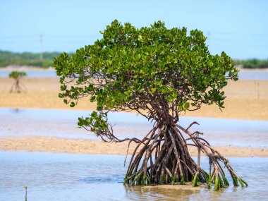 İriomote adasında ilmek kökü mangrov ağacı 