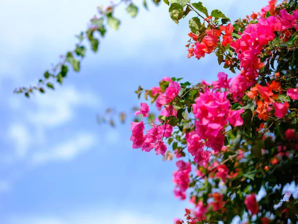 bougainviliea ve mavi gökyüzü Okinawa 'da