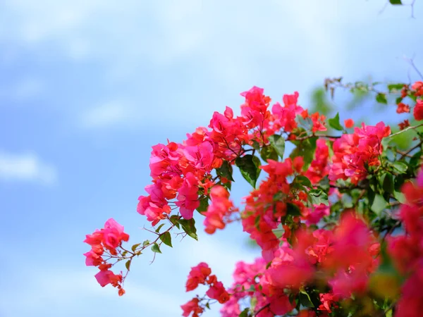 bougainviliea ve mavi gökyüzü Okinawa 'da