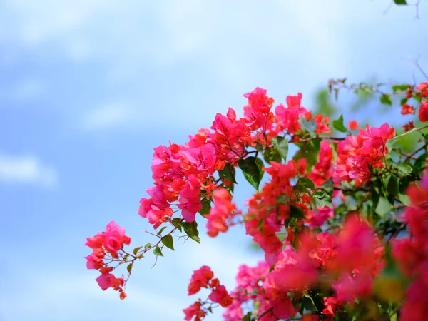 Bougainviliea Blue Sky Okinawa — Stock Photo, Image