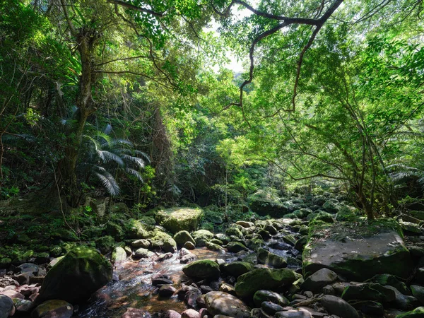 Giungla Della Foresta Pluviale Vicino Fiume Hinai — Foto Stock