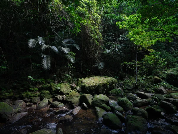 Dżungla Lasów Deszczowych Pobliżu Rzeki Hinai — Zdjęcie stockowe
