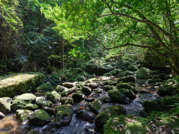 Ζούγκλα Τροπικό Δάσος Κοντά Στον Ποταμό Hinai — Φωτογραφία Αρχείου