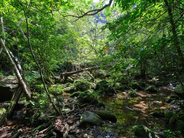 Jungle Forêt Tropicale Près Rivière Hinai — Photo