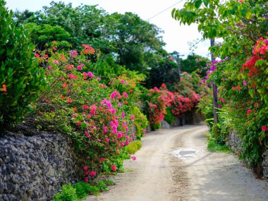 Taketomi Adası 'ndaki Bougainvillea Yolu