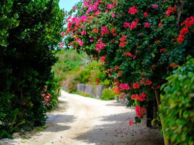 Taketomi Adası 'ndaki Bougainvillea Yolu