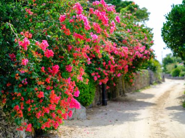 Taketomi Adası 'ndaki Bougainvillea Yolu