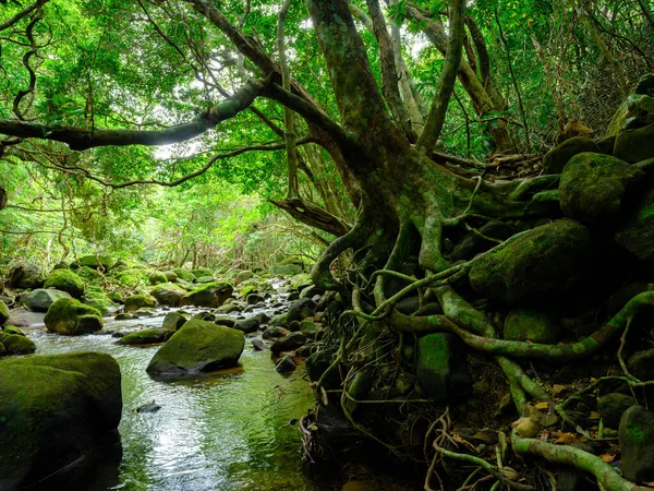 Yutun Rzeka Dżungla Wyspie Iriomtoe — Zdjęcie stockowe