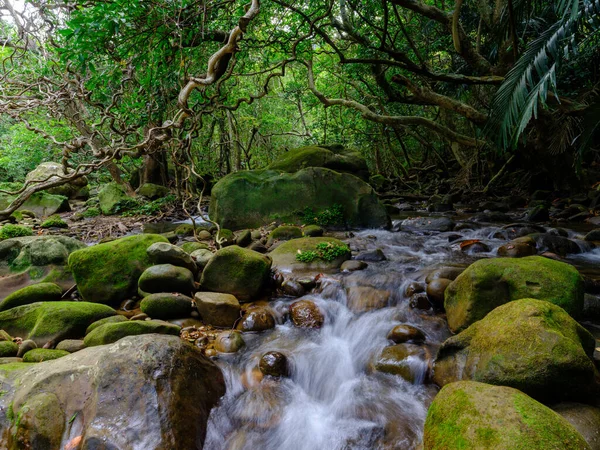 Selva Rio Yutun Ilha Iriomtoe — Fotografia de Stock