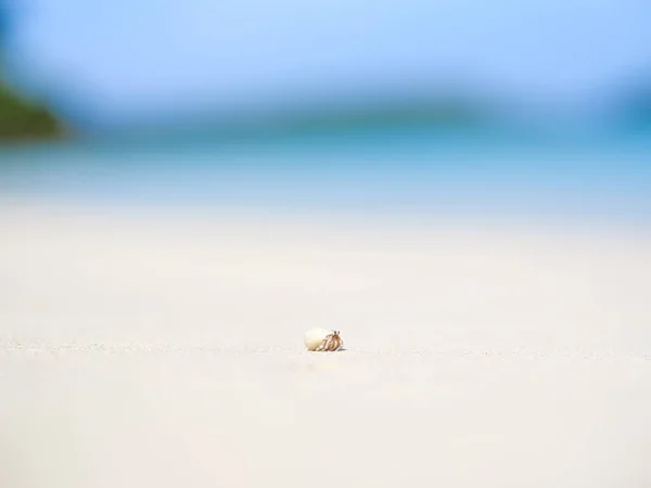 寄居蟹和白沙滩 — 图库照片