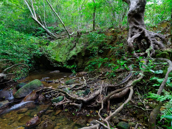 Ζούγκλα Του Ποταμού Yutun Στο Νησί Iriomtoe — Φωτογραφία Αρχείου