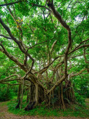 Ishigaki Adası 'ndaki Banyan ağacı