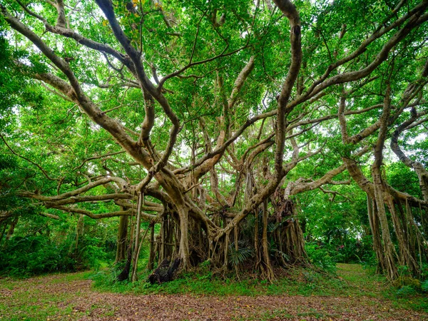 Banyan Baum Auf Der Insel Ishigaki — Stockfoto
