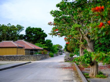 Taketomi Adası 'ndaki Hint mercan ağacı.