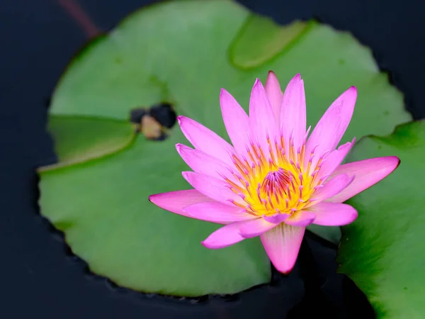 Fleur Lotus Sur Étang Japon — Photo