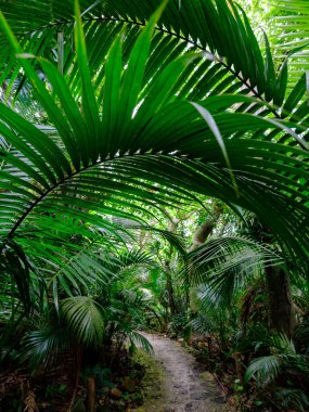 Ishigaki adasındaki yağmur ormanları.