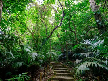Ishigaki adasındaki yağmur ormanları.