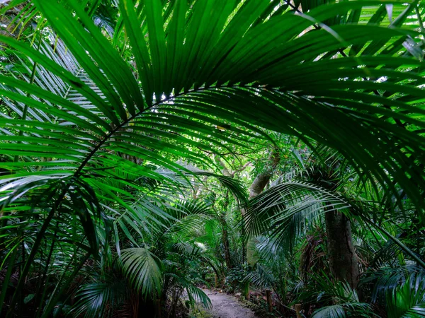 Jungle Forêt Tropicale Sur Île Ishigaki — Photo