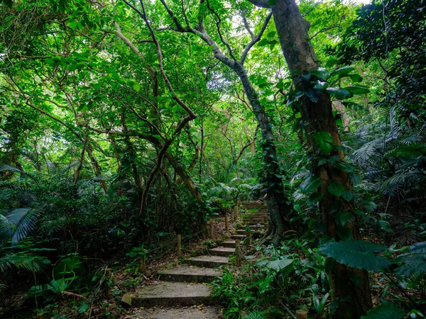 Ishigaki adasındaki yağmur ormanları.