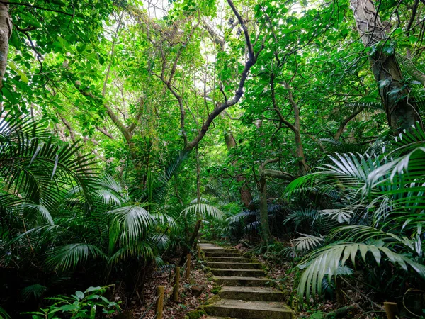 Ishigaki adasındaki yağmur ormanları.