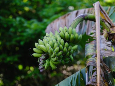 Okinawa 'da ağaçta muz
