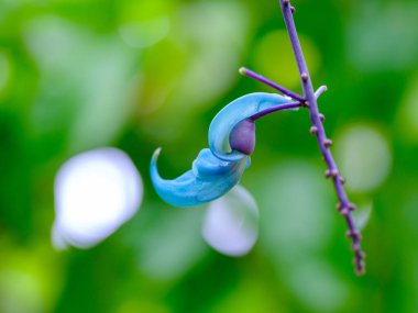 Ishigaki Adası 'ndaki Yeşim Sarmaşık