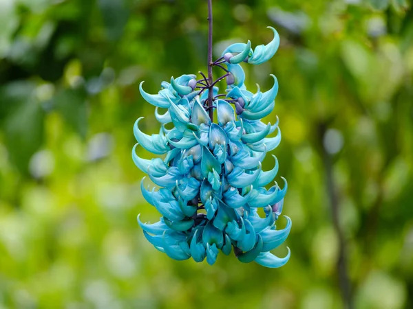 Ishigaki Adası 'ndaki Yeşim Sarmaşık