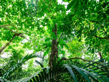 Ishigaki adasındaki yağmur ormanları.