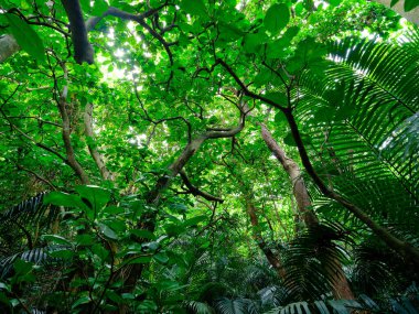 Ishigaki adasındaki yağmur ormanları.