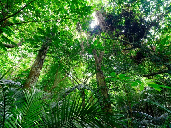 Giungla Della Foresta Pluviale Nell Isola Ishigaki — Foto Stock